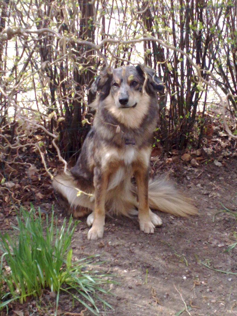 Blanding af racer Idaho billede 16