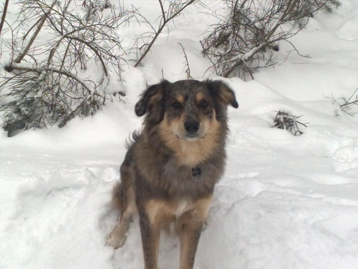 Blanding af racer Idaho billede 17