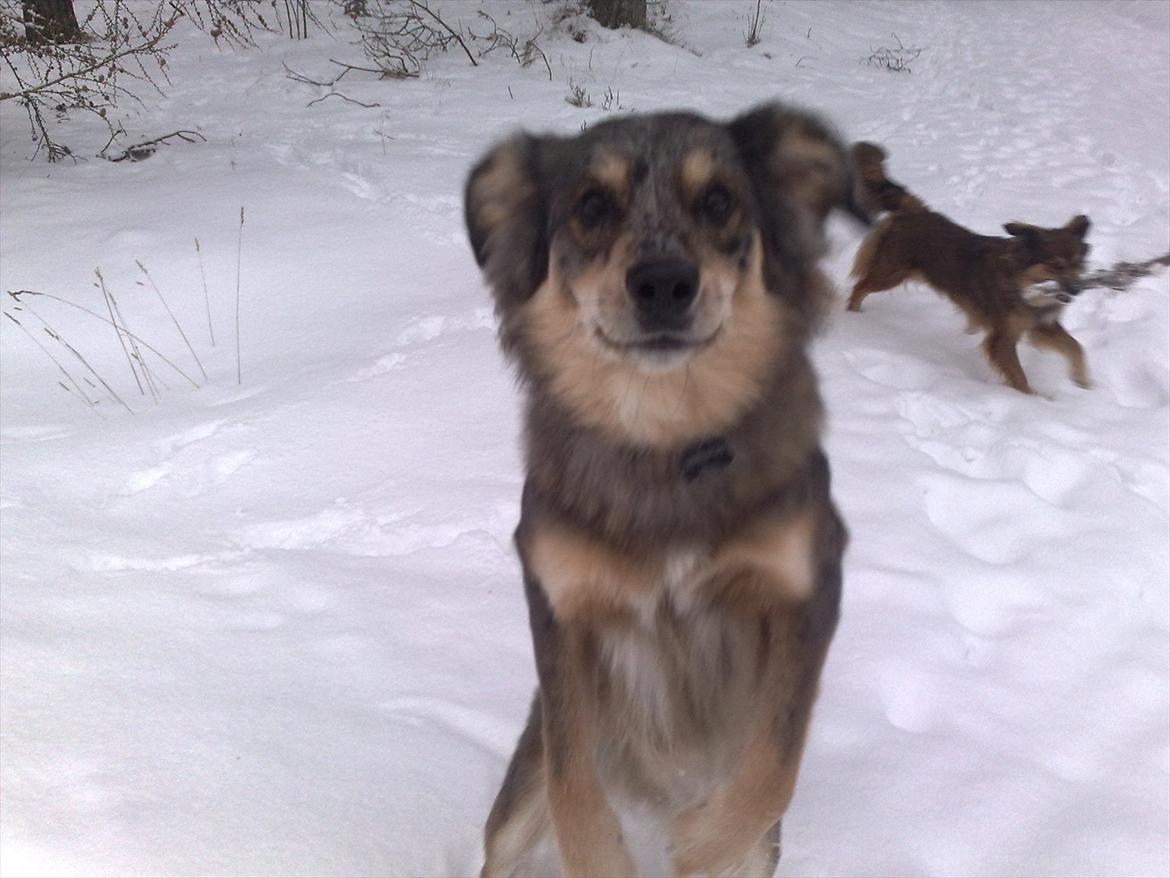 Blanding af racer Idaho billede 18