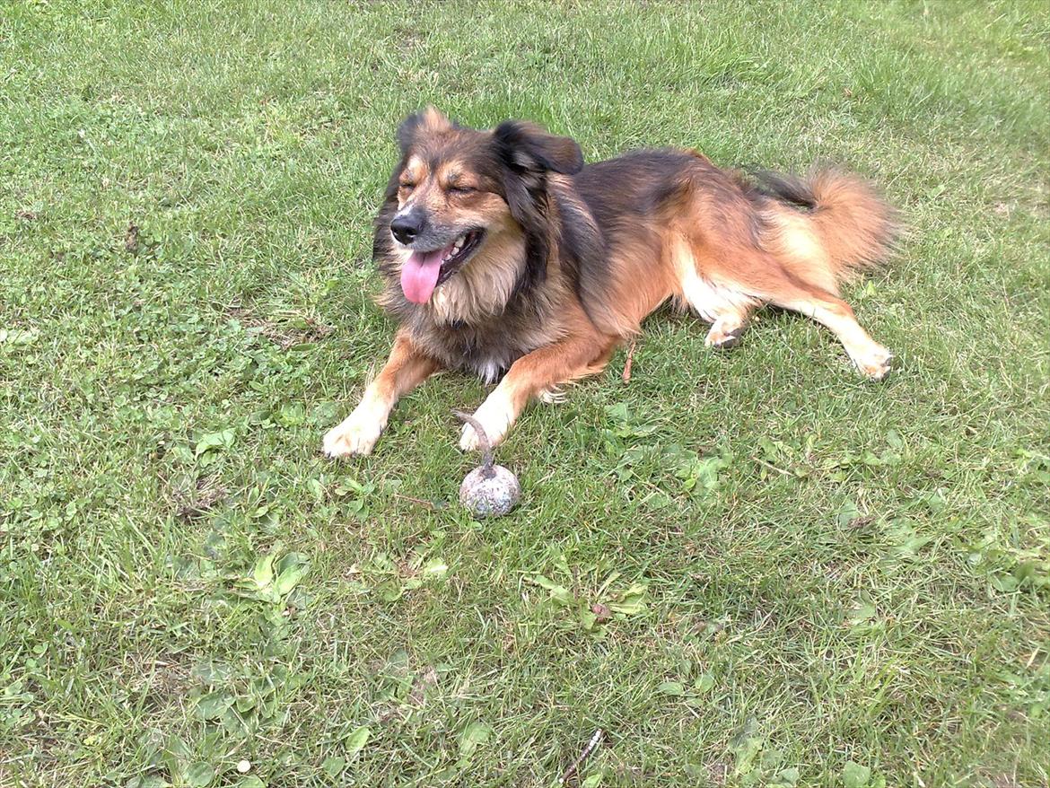 Blanding af racer Gloria billede 8