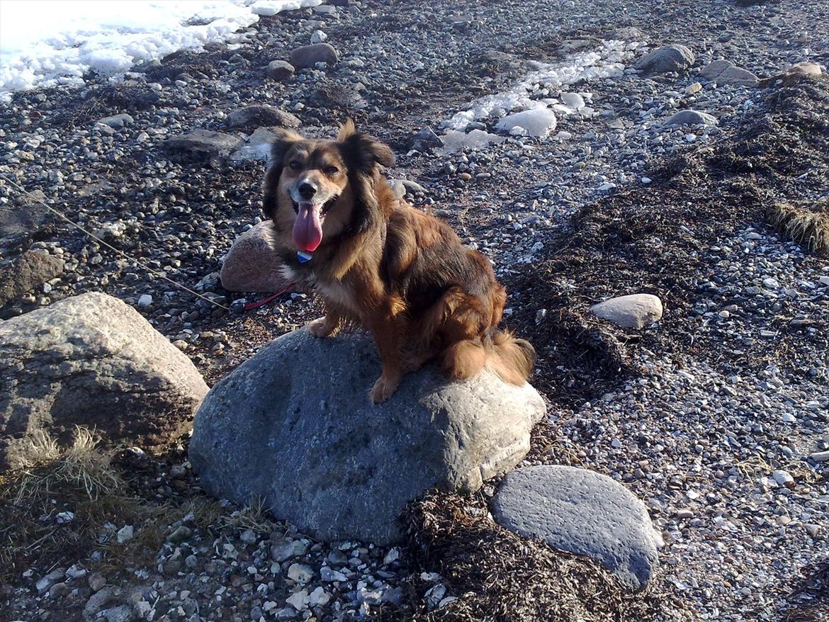 Blanding af racer Gloria billede 9