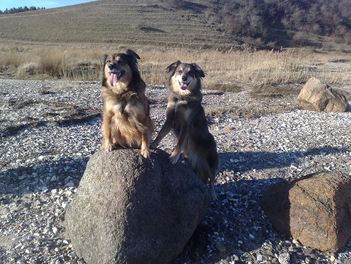 Blanding af racer Gloria billede 10