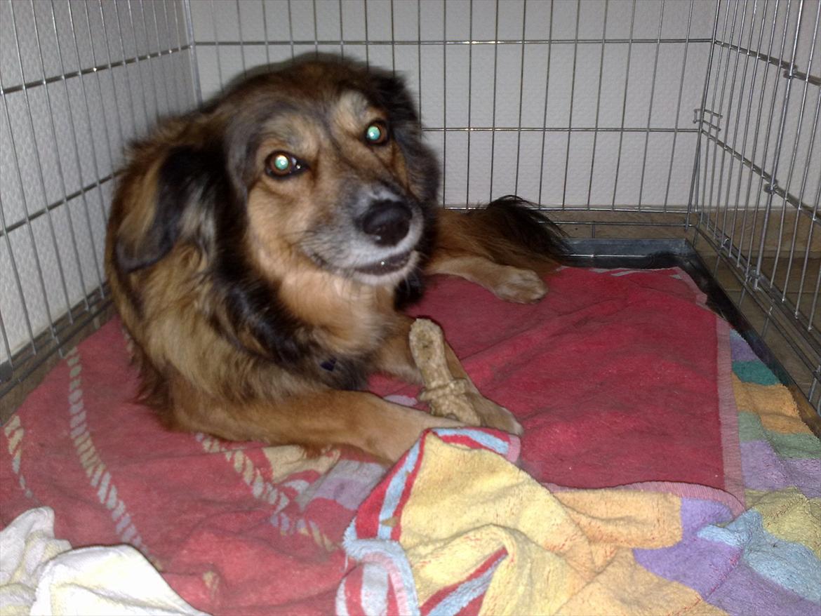 Blanding af racer Gloria billede 11