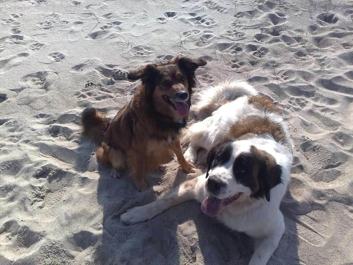 Blanding af racer Gloria billede 12