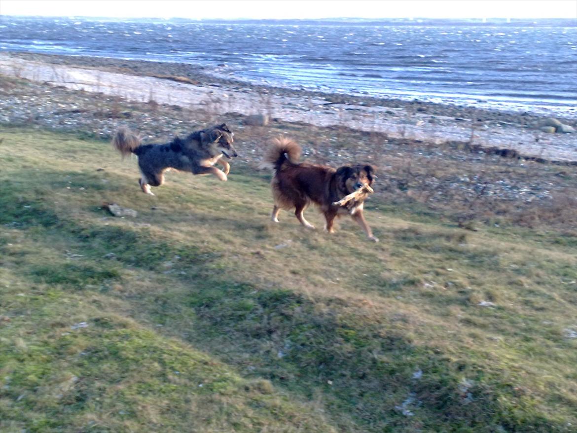 Blanding af racer Gloria billede 13