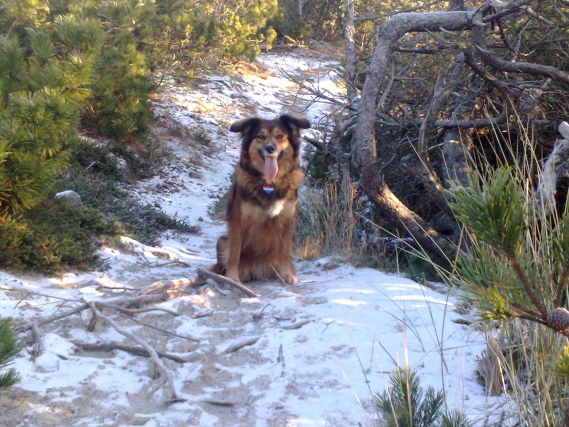 Blanding af racer Gloria billede 14