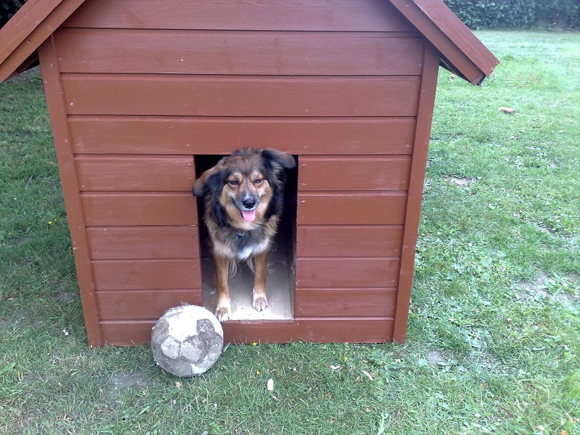 Blanding af racer Gloria billede 15