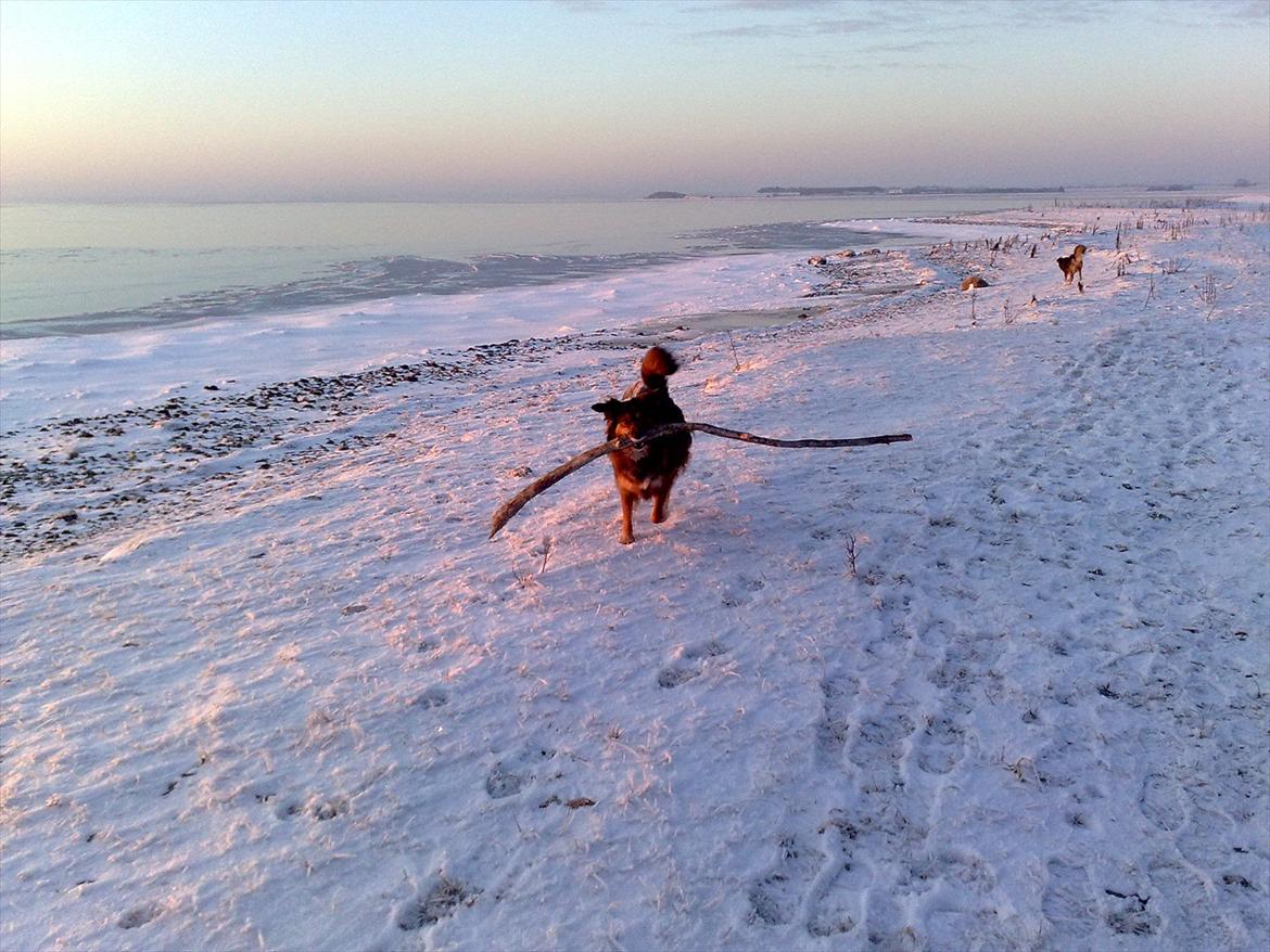 Blanding af racer Gloria billede 16