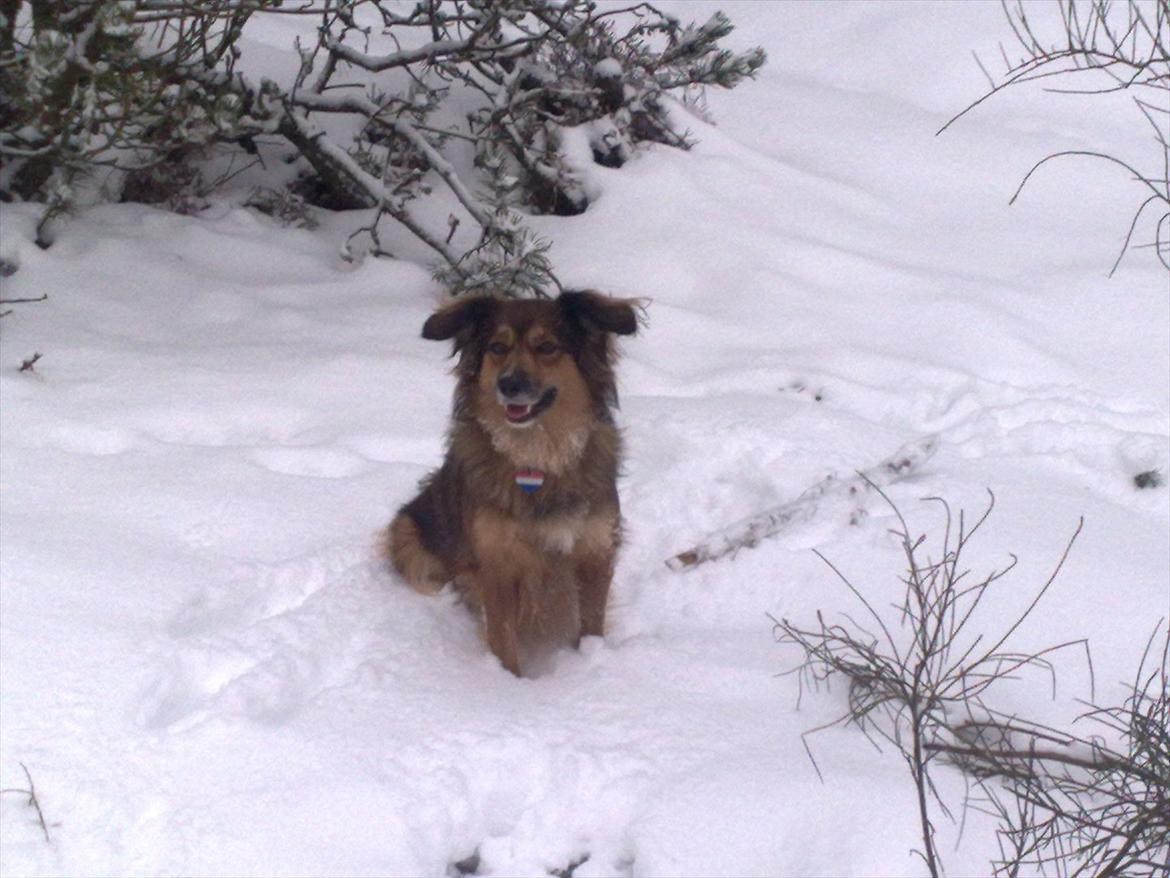 Blanding af racer Gloria billede 17