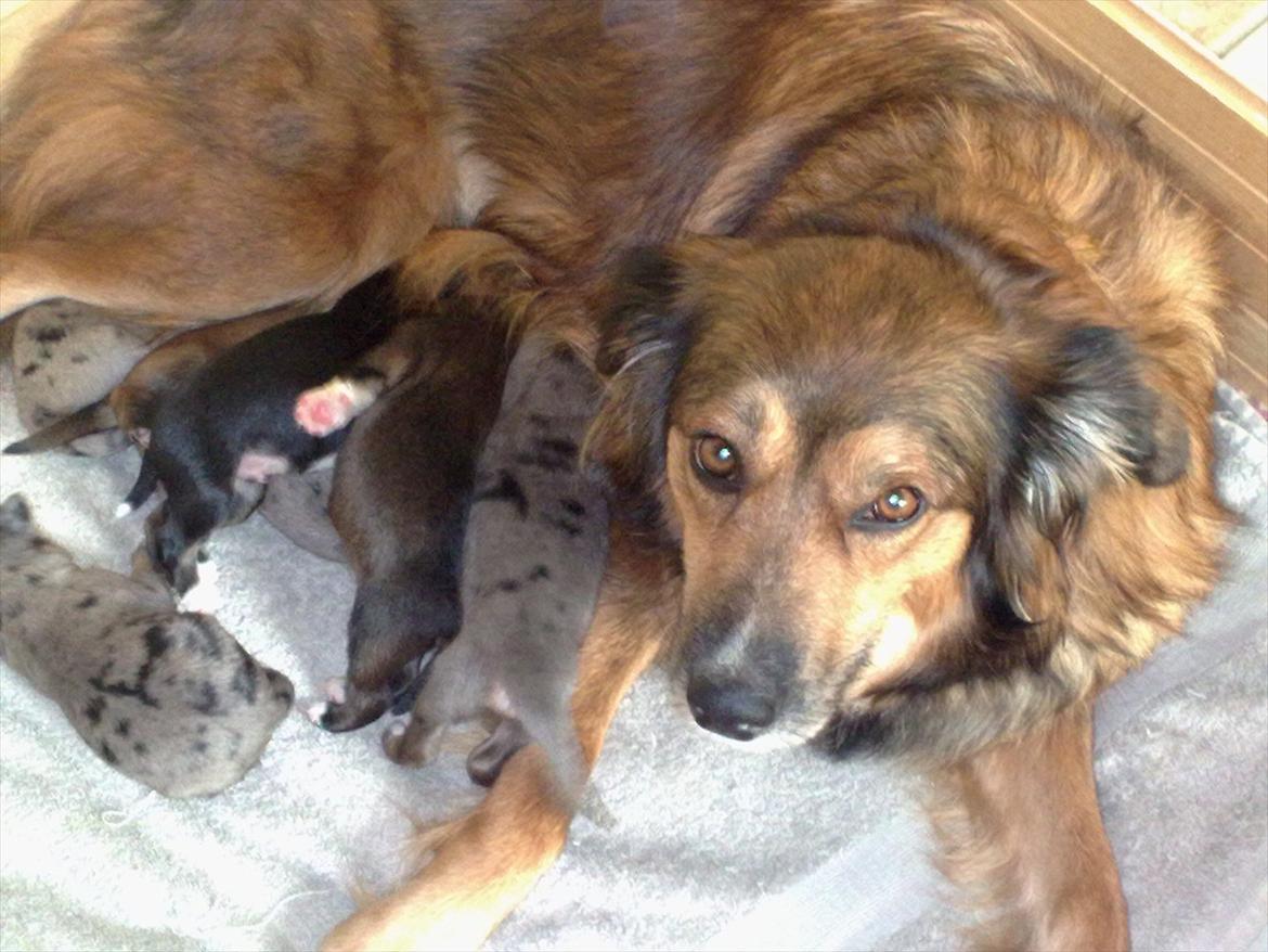 Blanding af racer Gloria billede 18