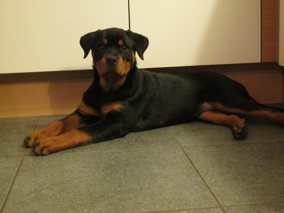 Rottweiler Soya (Amira) billede 1
