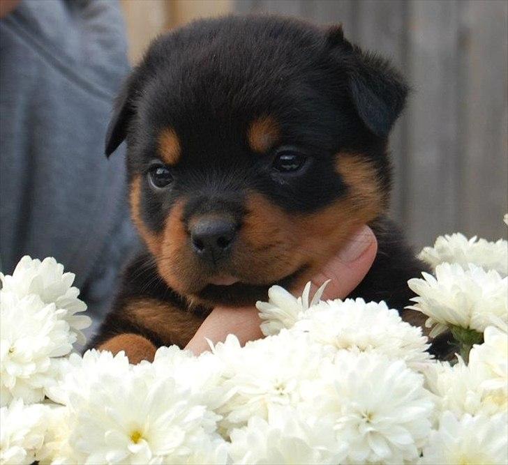 Rottweiler Soya (Amira) billede 2