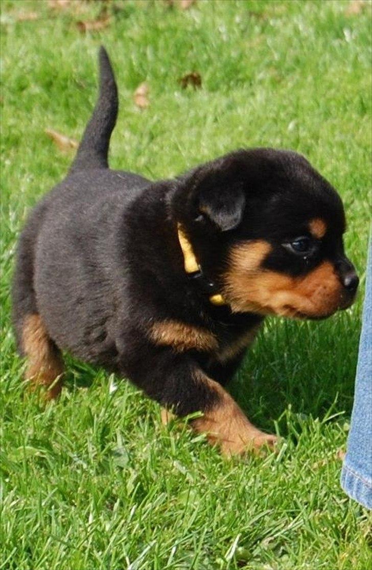 Rottweiler Soya (Amira) billede 3