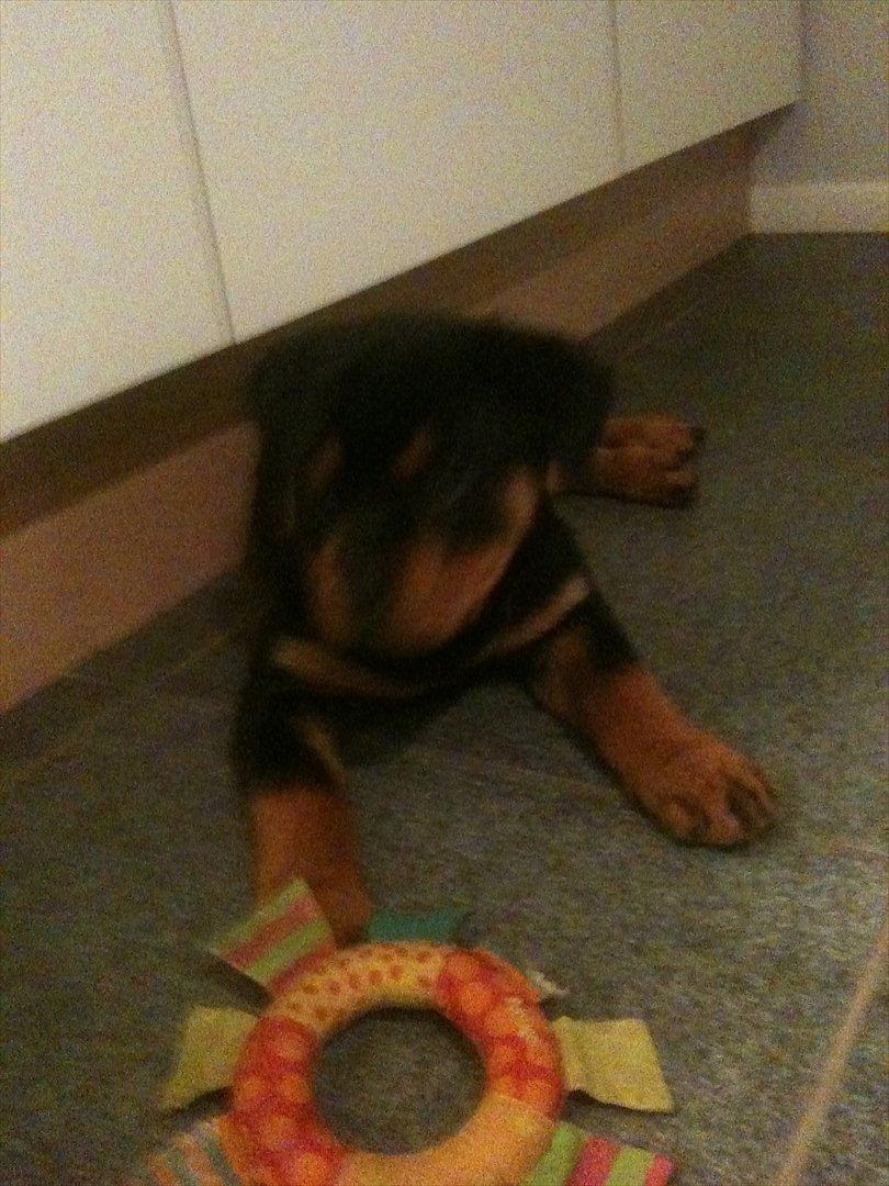 Rottweiler Soya (Amira) billede 4