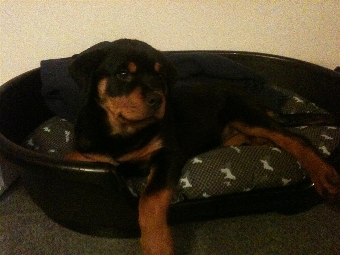 Rottweiler Soya (Amira) billede 5