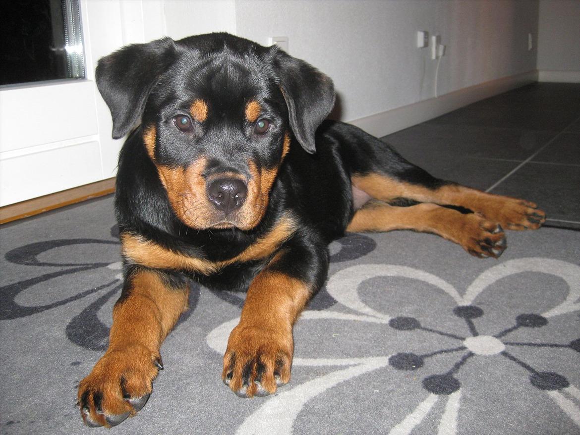 Rottweiler Soya (Amira) billede 7