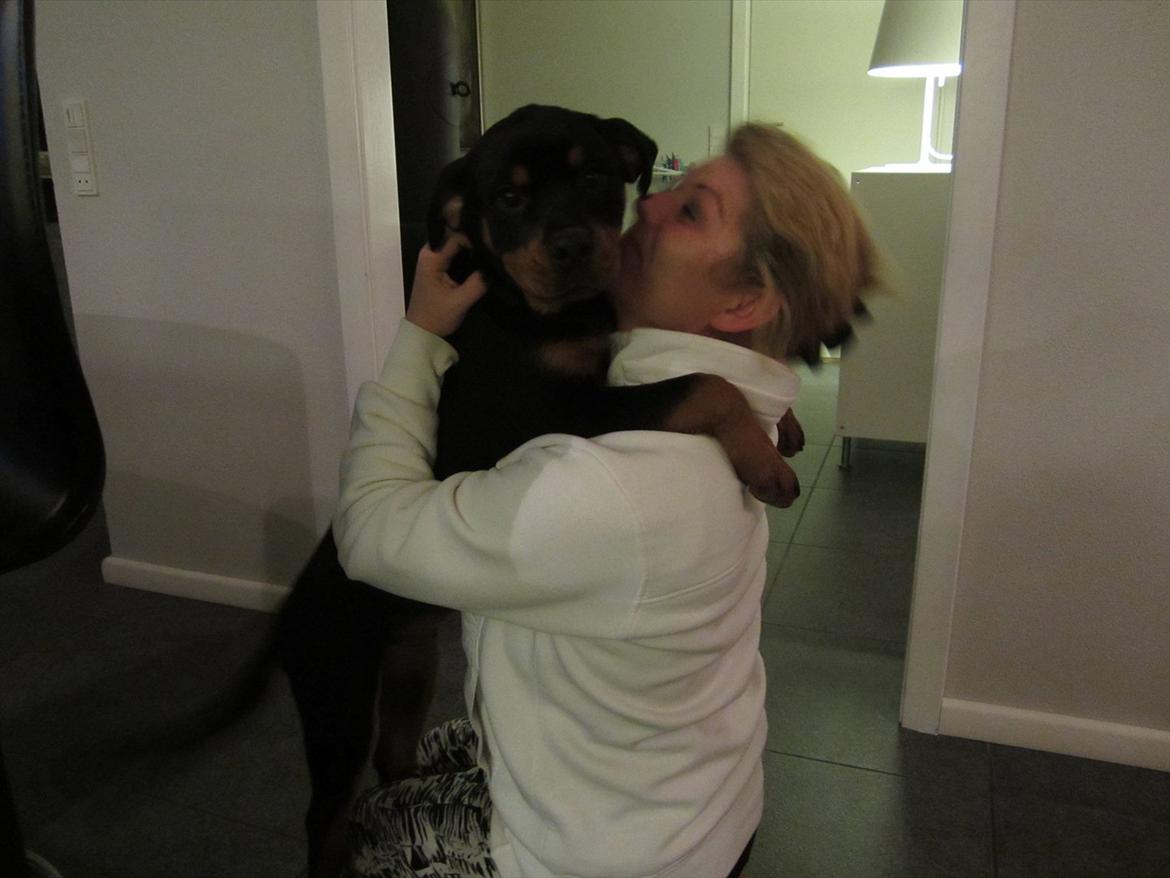 Rottweiler Soya (Amira) billede 8