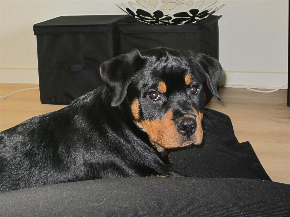 Rottweiler Soya (Amira) billede 9