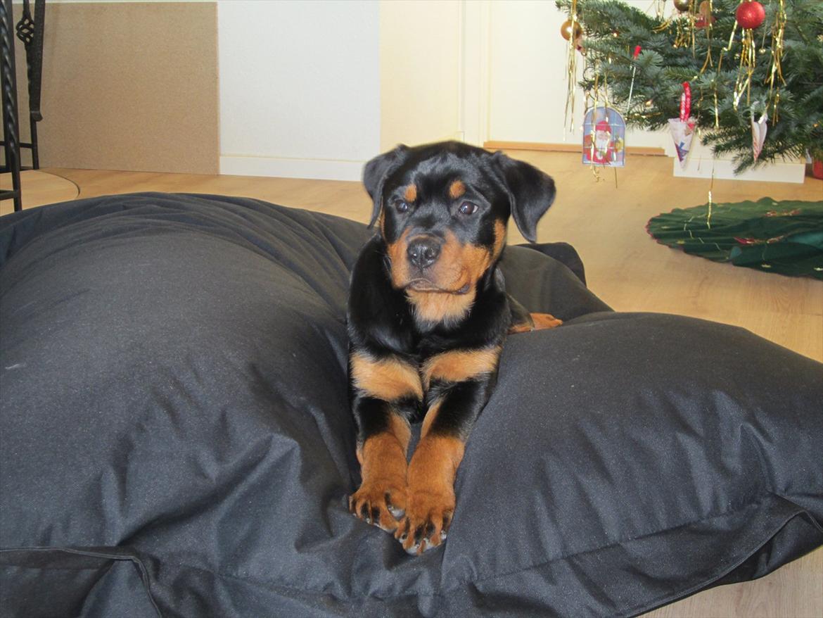Rottweiler Soya (Amira) billede 10