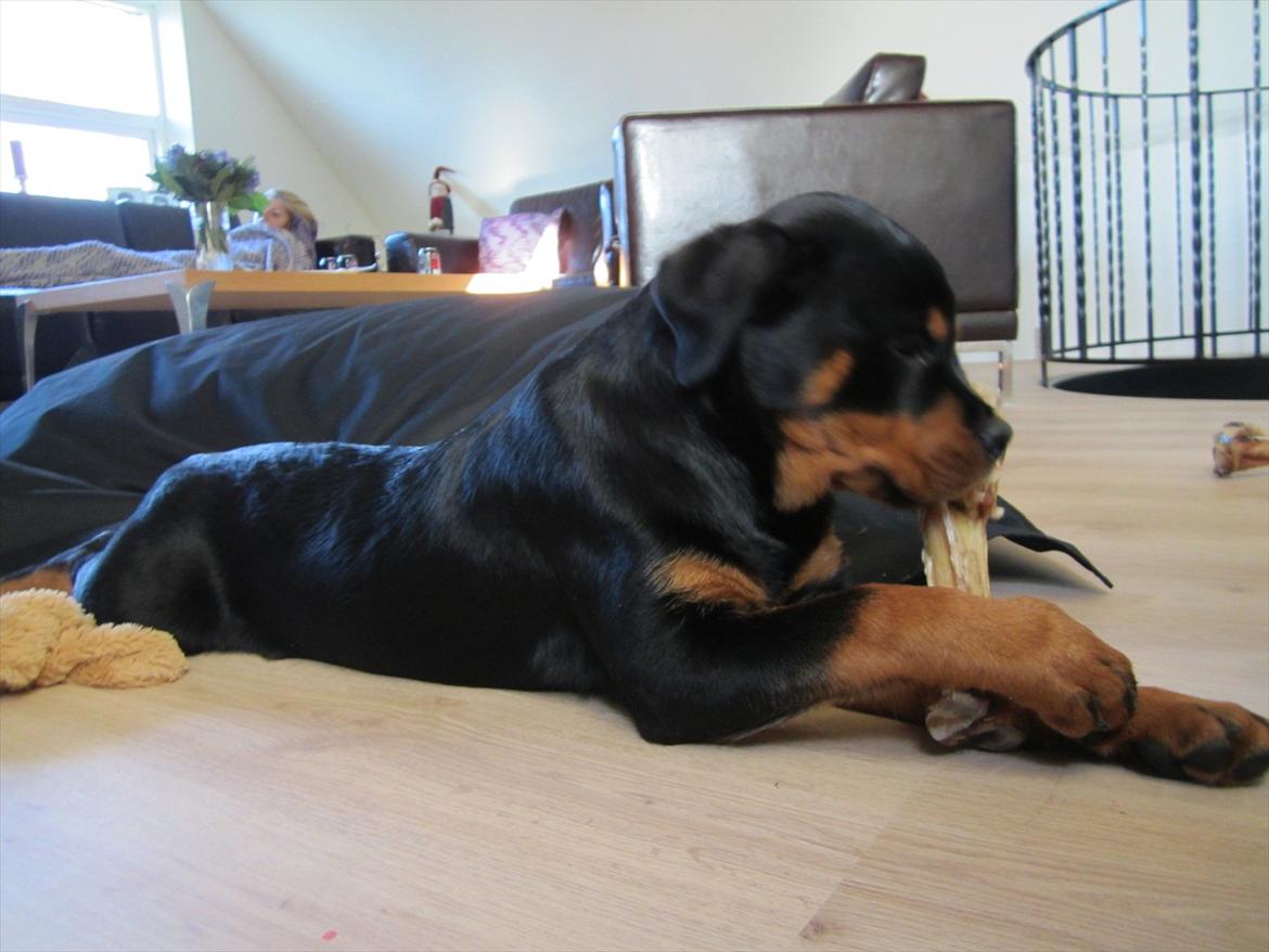 Rottweiler Soya (Amira) billede 11