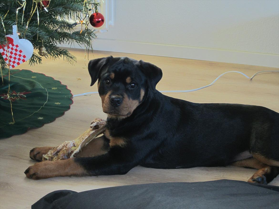 Rottweiler Soya (Amira) billede 12