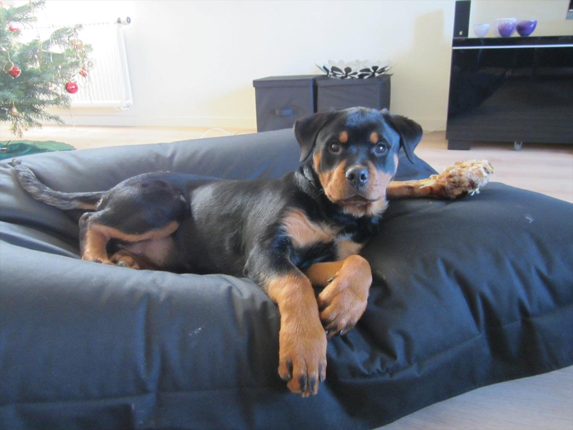 Rottweiler Soya (Amira) billede 13