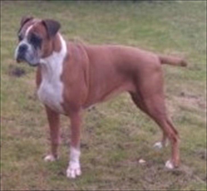 Boxer Joana - Joana er her på billedet 8½ år og holder sig super flot - prøv at se hendes underlinie selv efter en del kuld;0) billede 9