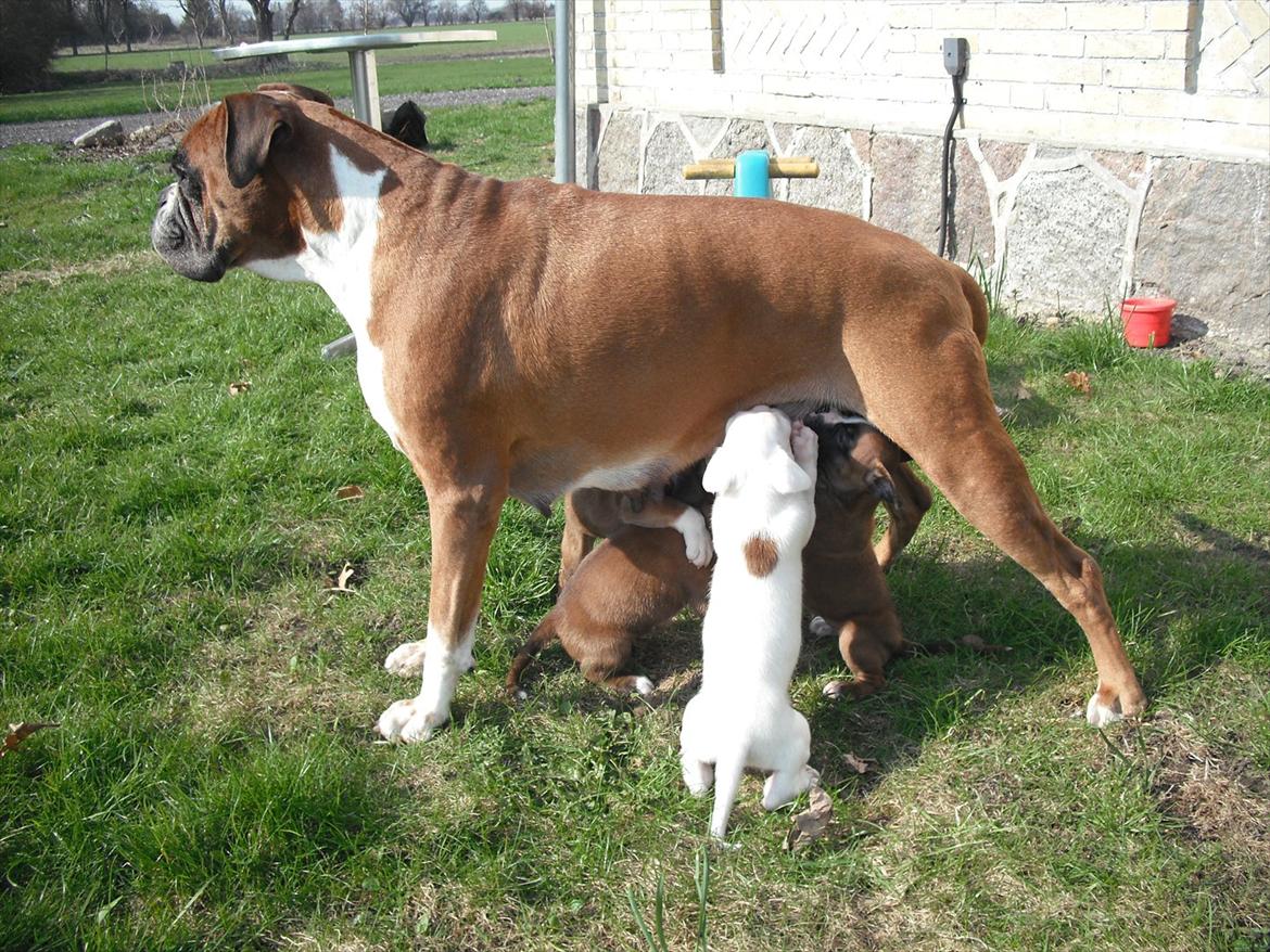 Boxer Joana - Joana med sit sidste kuld hvalpe - Rieckholms L-kuld billede 10