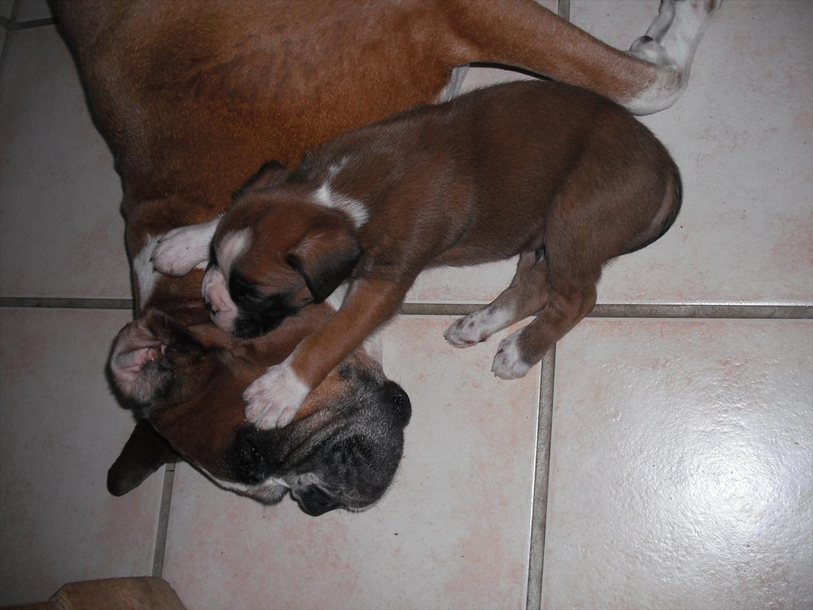 Boxer Joana - Joana med hendes søn - Rieckholms Luke Skywalker! billede 11