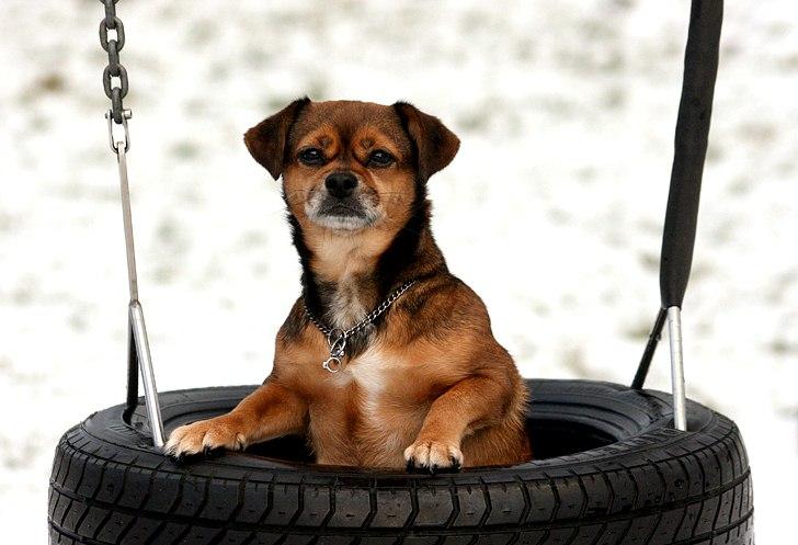 Blanding af racer Lilly - Lilly i sneen *21/1-12* billede 27