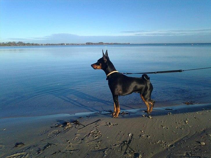 Dvaergpinscher rødkildes chanel billede 16