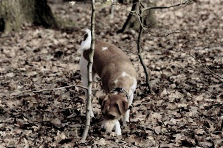Dansk svensk gaardhund Miley - Det var i April billede 12