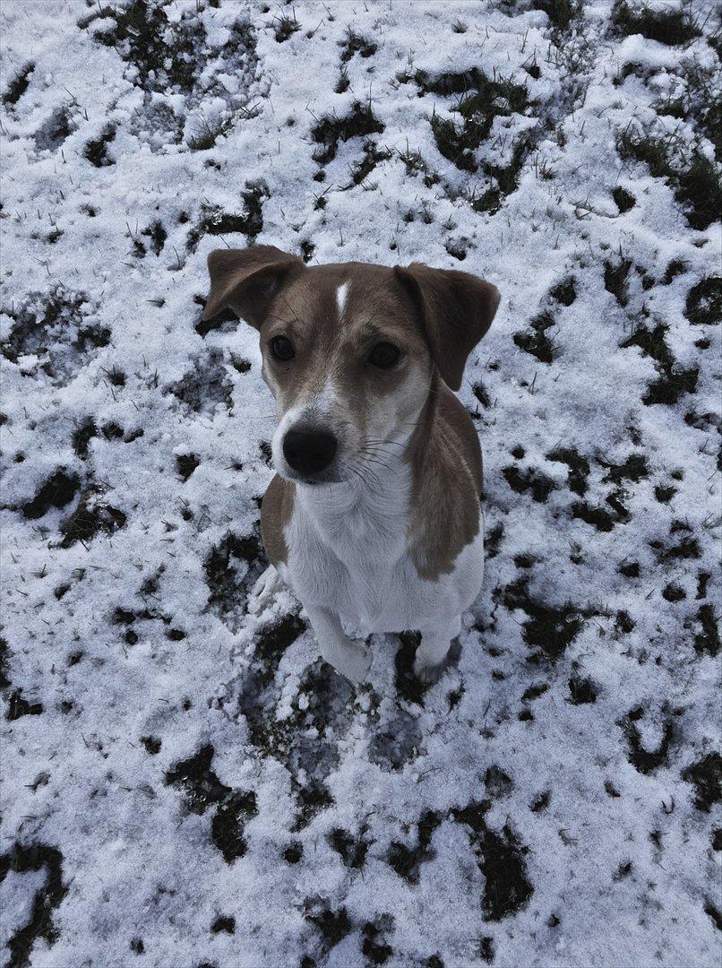 Dansk svensk gaardhund Miley - 20. Januar 2012, så kom der endelig sne, og det ELKSER! miley billede 13