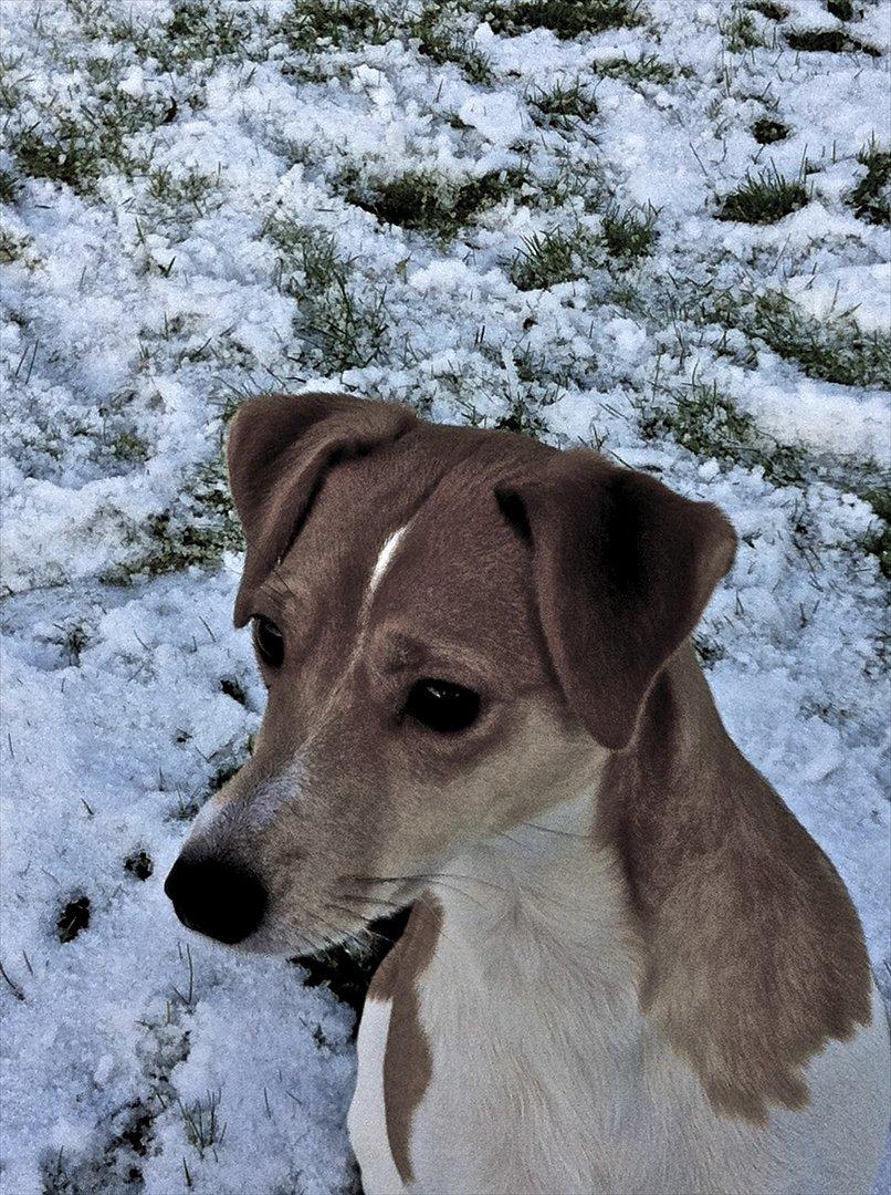 Dansk svensk gaardhund Miley - Smukke Miley <333 billede 14