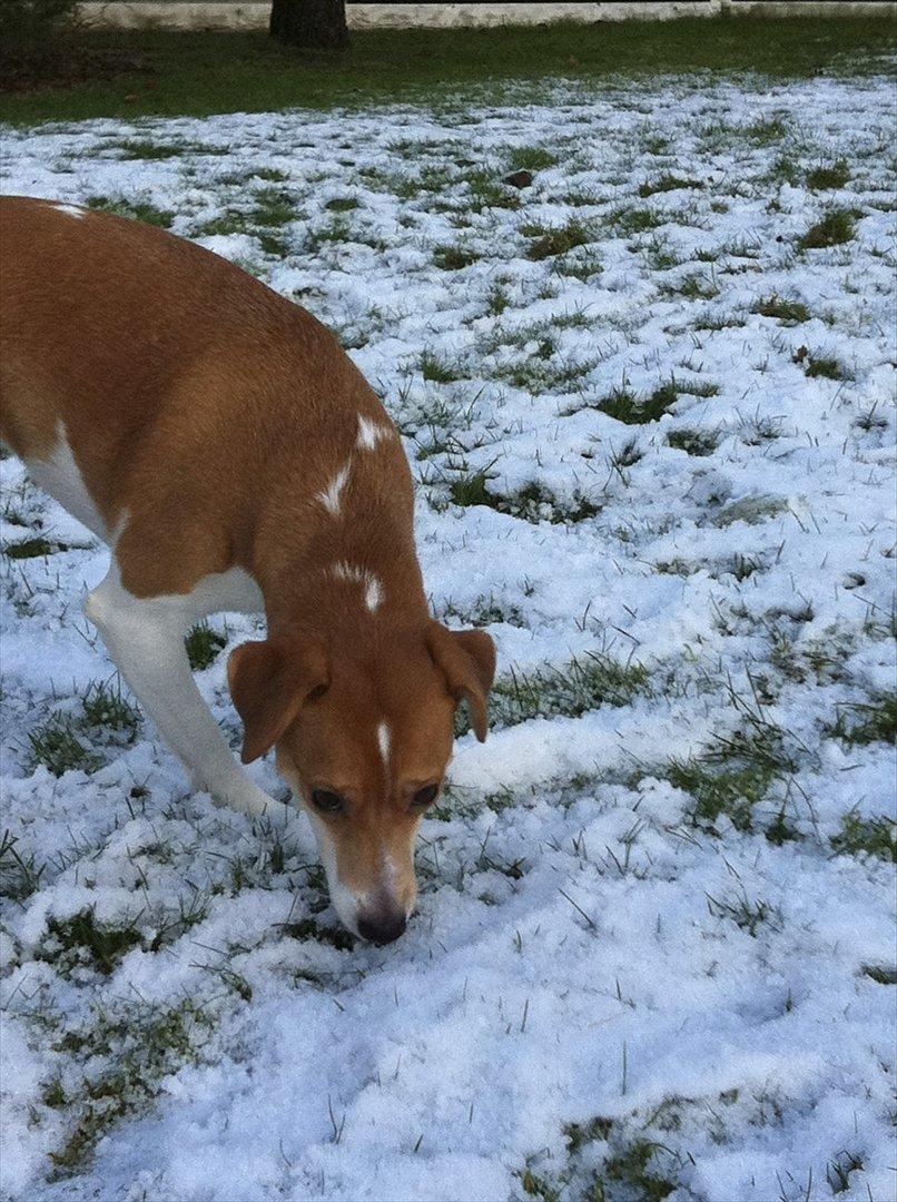 Dansk svensk gaardhund Miley - Hun bliver helt overgearet  billede 15