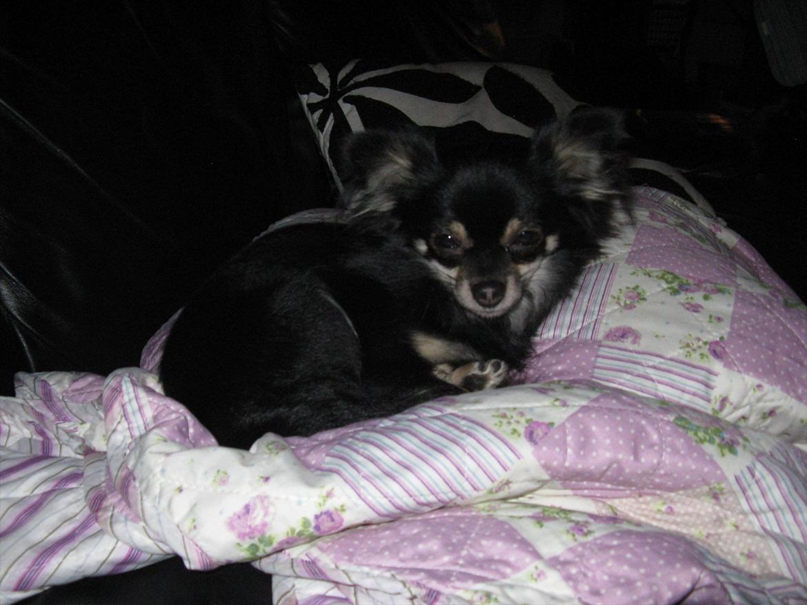 Chihuahua Tiny billede 7