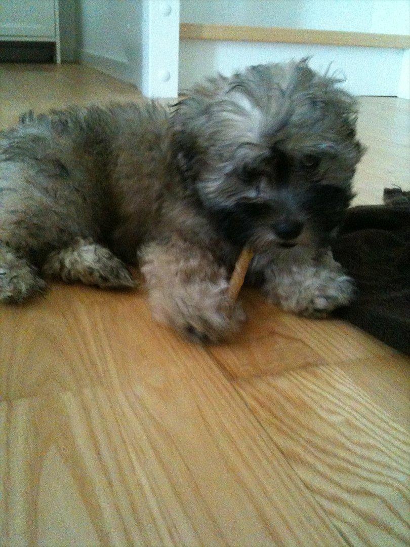 Blanding af racer Malteser/toypuddel PEANUT - I mit nye hjem billede 2