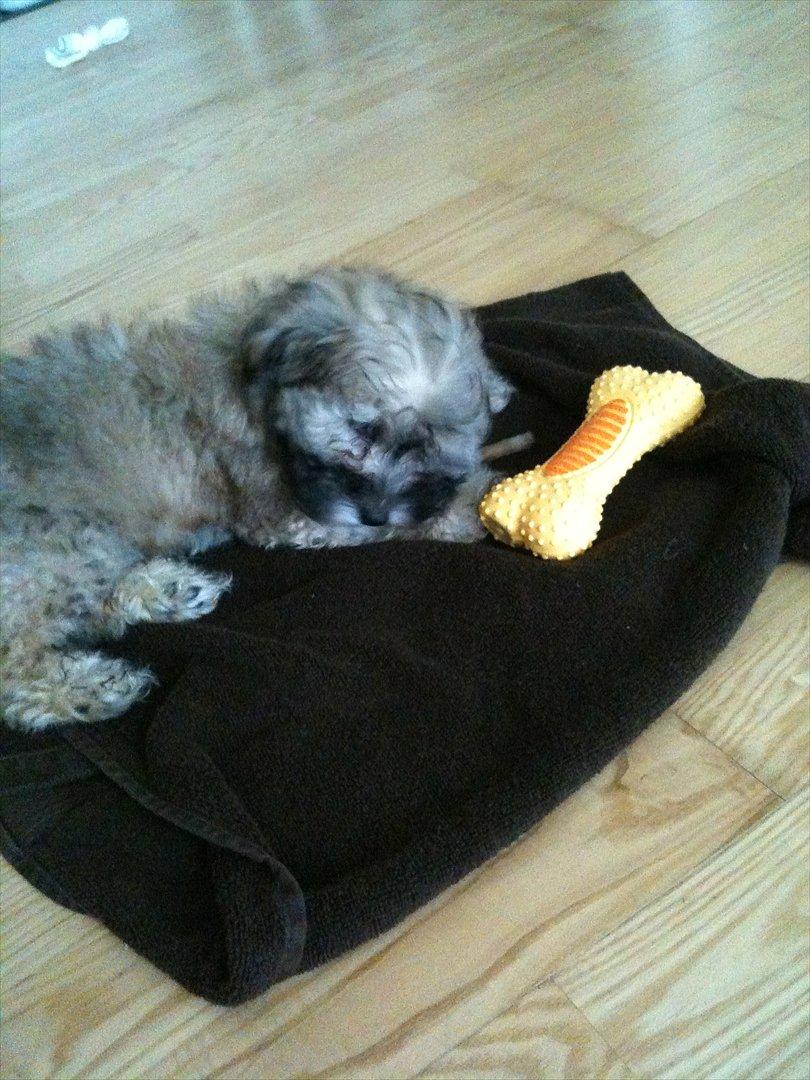 Blanding af racer Malteser/toypuddel PEANUT - wow mit første ben  billede 4