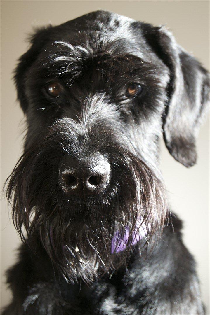 Riesenschnauzer  Doolittle's Odin - Fotografen: Ida Jensen. billede 10