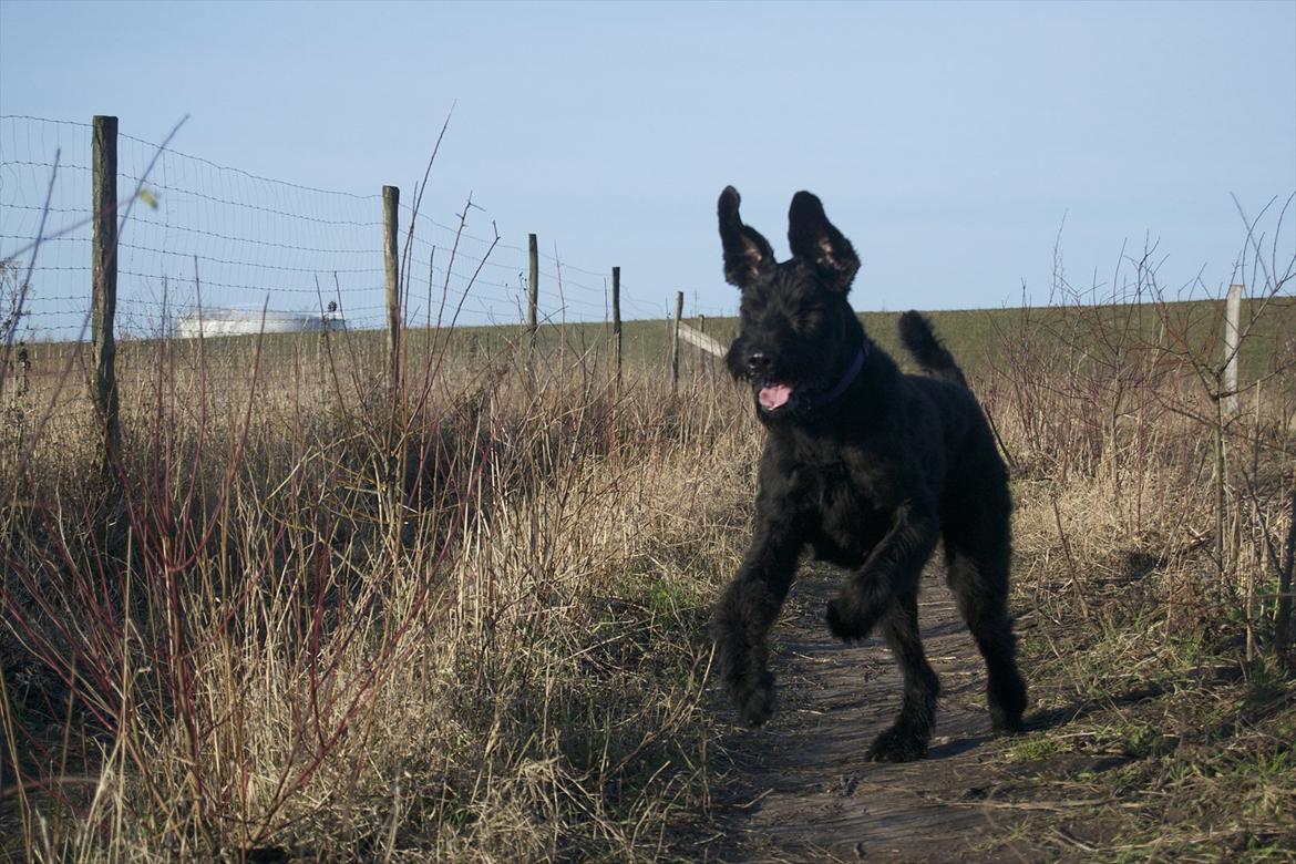 Riesenschnauzer  Doolittle's Odin billede 2