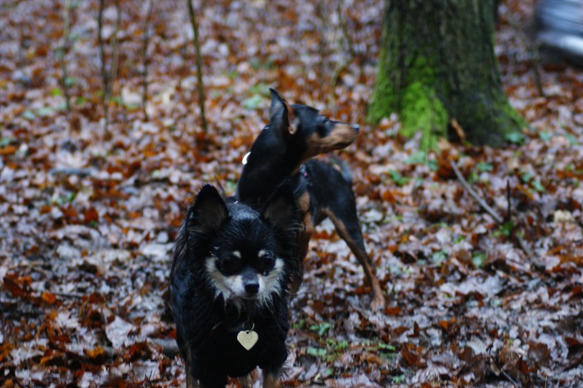 Blanding af racer Dværgpinscher/Prazsky Krysarik Fie - Hehe der fik Fie vist lige lusket sig med på billedet, men lader vist som om hun ikke er der.. haha billede 18