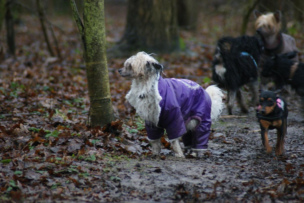 Blanding af racer Dværgpinscher/Prazsky Krysarik Fie - Løøøøøøb Fie, løøøøøøøb.. :) billede 19