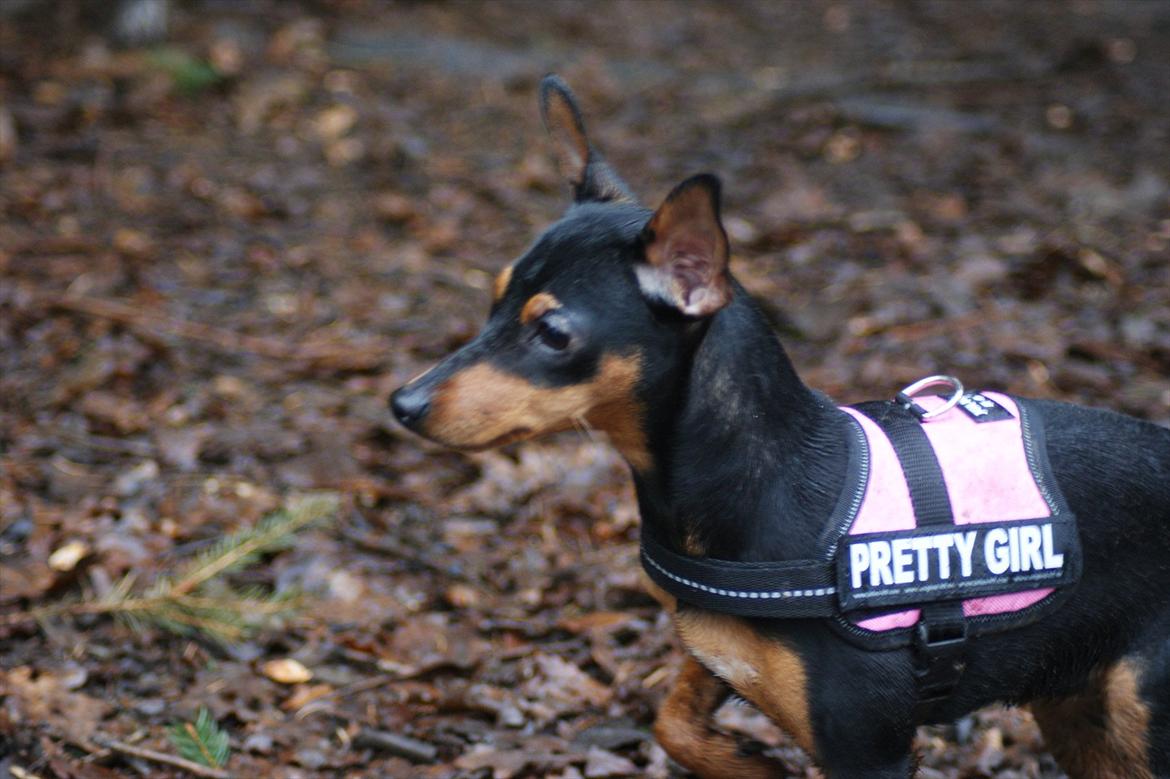 Blanding af racer Dværgpinscher/Prazsky Krysarik Fie - Der var den smukke lille Fie :) billede 20