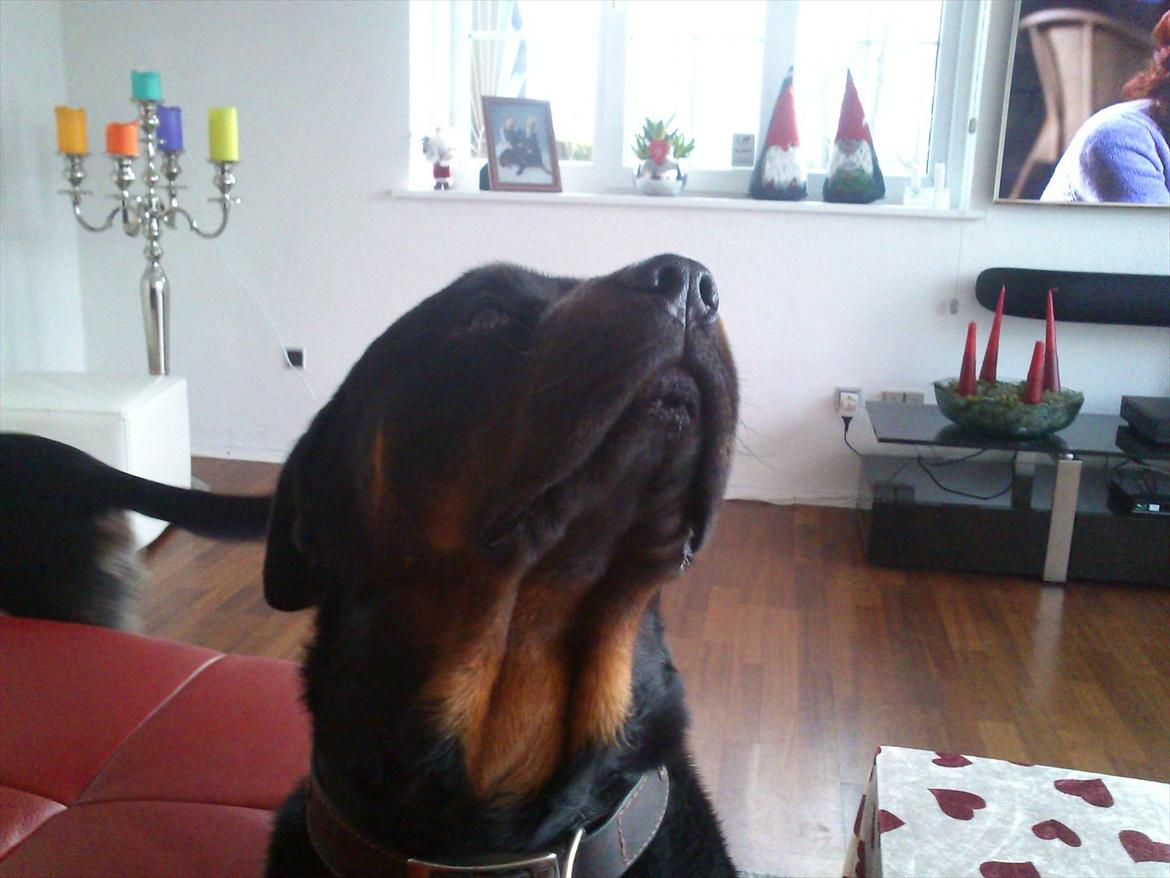 Rottweiler Zonar - Din smukke rott..!!!:)<3 billede 3