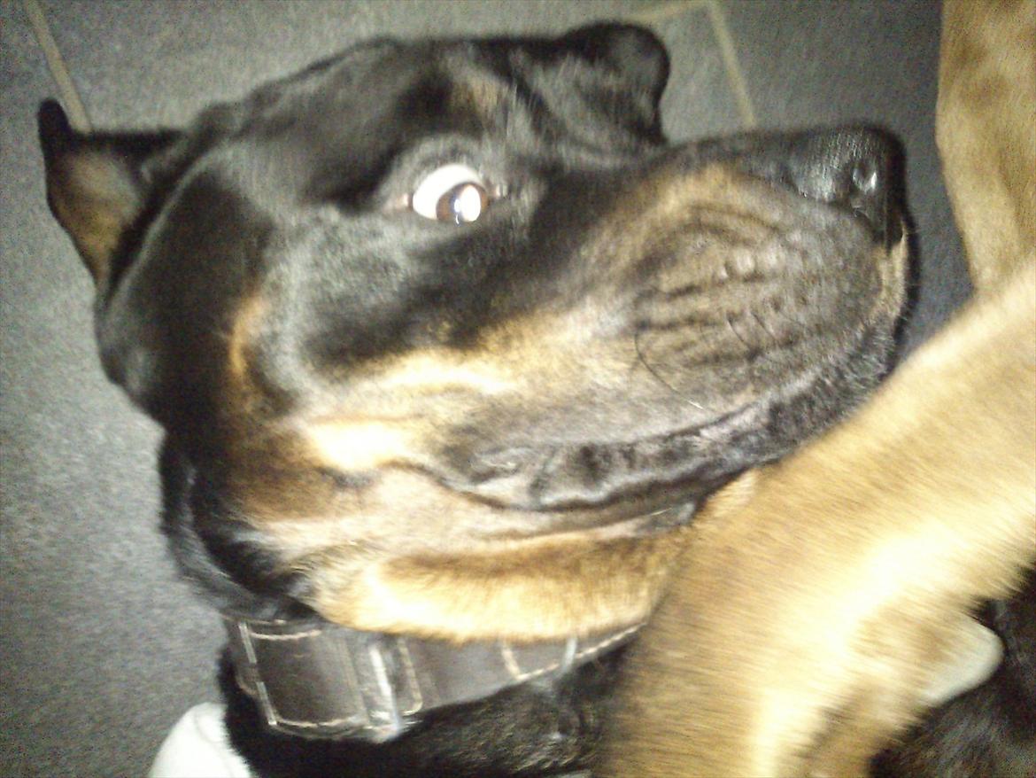 Rottweiler Zonar - Flæske::!;-) :* billede 4