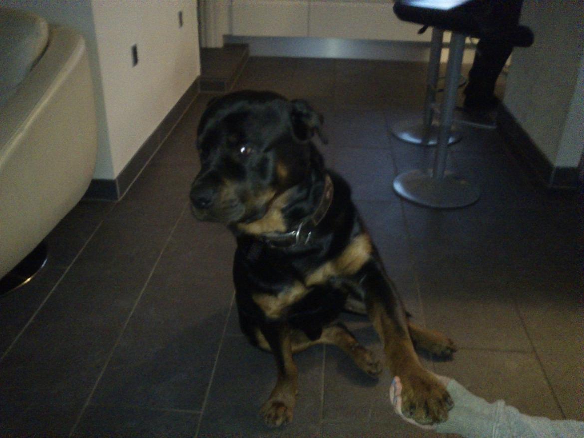Rottweiler Zonar - skath!:* billede 5