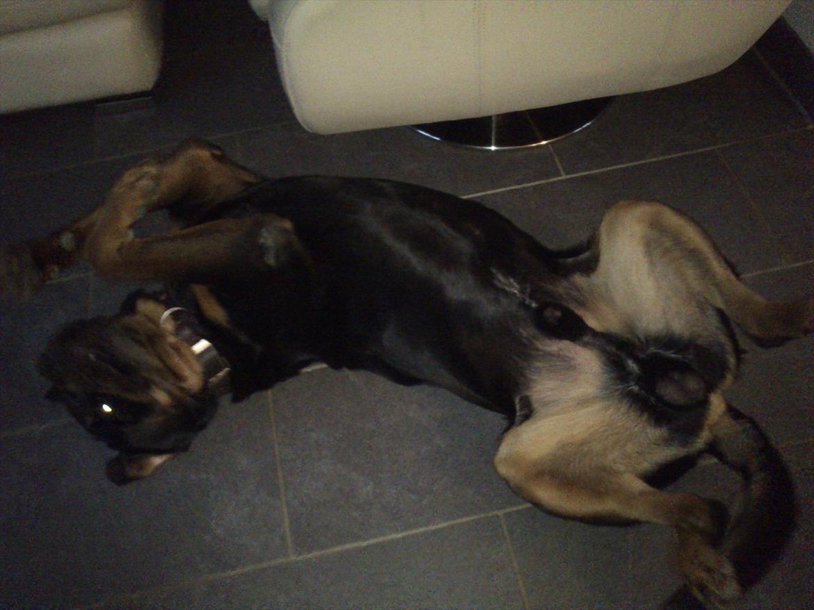 Rottweiler Zonar - klø mig, klø mig..!:D billede 6