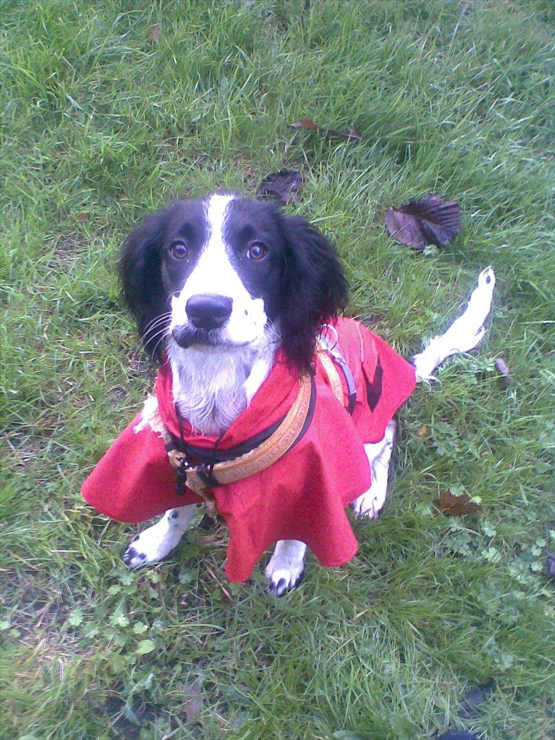 Field Trial spaniel Sally - Sally med regnslag på vej ud på et par timers gåtur ved Randers Fjord. billede 10