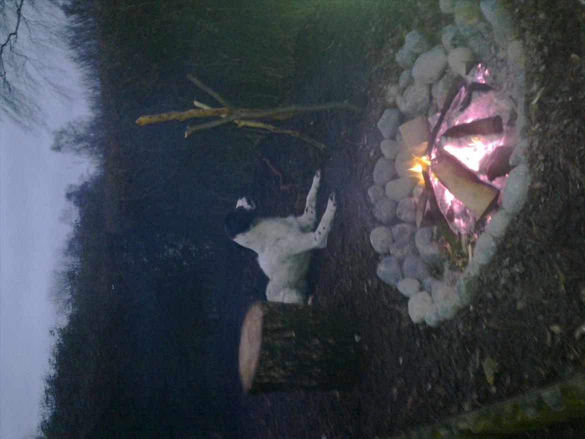 Field Trial spaniel Sally - Sally hygger ved bålet i haven med "far"  billede 11