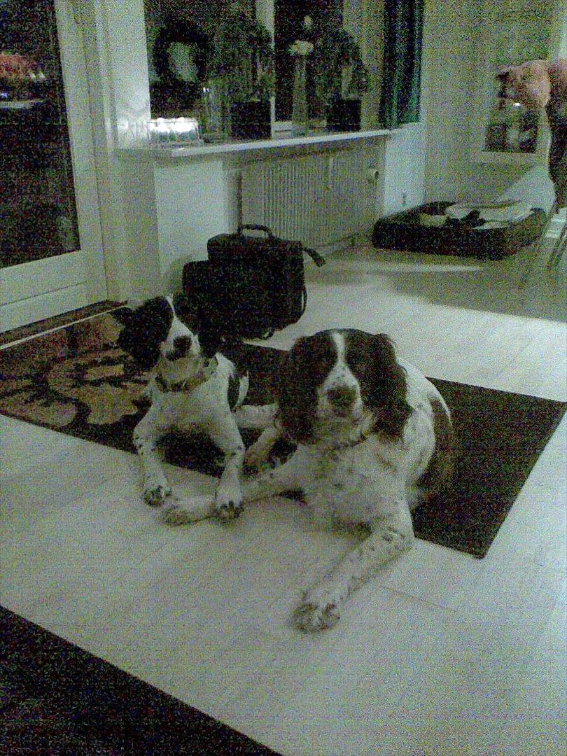 Field Trial spaniel Sally - Smukke Sally og hendes mor Molly.  billede 12